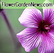 Hardy Geranie, hardy Geranien, Best Hardy Geranien, immergrüne Hardy Geranien, immergrüne Cranesbill, Semi-Evergreen Hardy Geranien, Semi-Evergreen Cranesbill