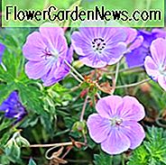 Hardy Geranie, hardy Geranien, Best Hardy Geranien, Great Hardy Geranien, Cranesbill, Best cranesbills