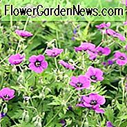 Hardy Geranium, hardy Geranien, Best Hardy Geranien, Great Hardy Geranien, Cranesbill, Best Kranichs, Lange blühende Geranien, non-Stop blühende Geranien