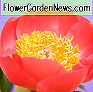 Paeonia