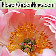 Paeonia