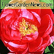 Paeonia