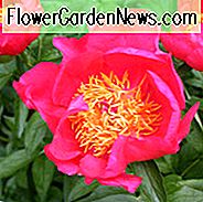 Paeonia
