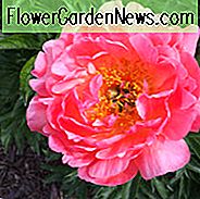 Paeonia