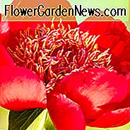 Paeonia