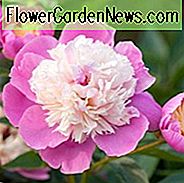 Paeonia Lactiflora