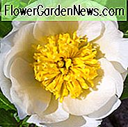 Paeonia Lactiflora