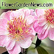 Paeonia Lactiflora