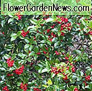 Ilex x Meservae 'Blaue Prinzessin', Blaue Stechpalme 'Blaue Prinzessin', rote Beeren, immergrüner Strauch, Aquifoliaceae, Beere, Stechpalme, Ilex, Winterstrauch