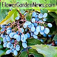 Oregon-Trauben-Stechpalme, Oregon-Traube, Hollyaved-Berberitzenbeere, hohe Oregon-Traube, Hollyleaf-Berberitzenbeere