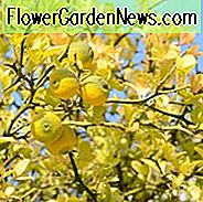 Poncirus Trifoliata, Hardy Orange, Japanische Bitterorange, Japanische Hardy Orange, Aegle Sepiaria, Citrus trifoliata, Trifoliate Orange, Blühender Strauch, Frucht Strauch