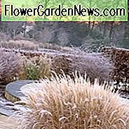 Wintergarten, Vorfrühlingsgarten, Ziergras, Ziergräser, Micanthus, Japanisches Silbergras, Federblattgras, Calamagrostis, Carex, Segge, Nordseehafer, Chasmanthium