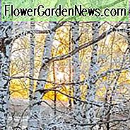 Wintergarten, Vorfrühlingsgarten, Exfoliating Bark, Peeling Rinde, Acer, Japanischer Ahorn, Betula, Birke, Prunus, Kirschbaum