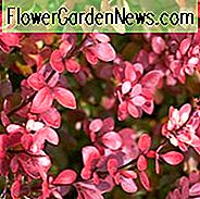 Berberis Thunbergii 'Atropurpurea Nana', Berberis Nana, japanische Berberitze 'Atropurpurea Nana', Berberis Thunbergii 'Crimson Pygmy', Berberis 'Kleiner Liebling'
