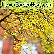 Cornus mas, Kornelkirsche, Cornel, Sorbet Essbare Hartriegel, gelbe Blüten, Winterblumen