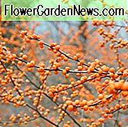 Ilex Verticillata 'Winter Gold', Winterberry 'Winter Gold', goldene Beeren, gelbe Beeren, immergrüne Strauch, amerikanische Winterbeere, Aquifoliaceae, Beere, Stechpalme, Ilex, Winter Strauch