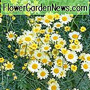 Anthemis Tinctoria 'E.C Buxton', Goldener Margerite 'E.C Buxton', Goldene Kamille 'E.C Buxton', Oxeye Kamille 'E.C Buxton', Färberkamille 'E.C Buxton', Trockenheitstolerante Stauden, Gelbe Staudenblüten,
