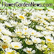 Anthemis Tinctoria 'Sauce Hollandaise', Golden Marguerite 'Sauce Hollandaise', Goldene Kamille 'Sauce Hollandaise', Odeauge Kamille 'Sauce Hollandaise', Färberkamille 'Sauce Hollandaise', Trockenfutter tolerant Stauden, gelbe mehrjährige Blumen,