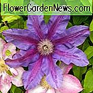 Clematis 'Feuerwerke', frühe groß-geblühte Clematis-Feuerwerke, purpurrote Clematis, purpurroter Clematis, Clematis der Gruppe 2, rosa Clematis, Clematis-Rebe, Clematis-Anlage, Blumen-Reben, Clematis-Blume, Clematis-Beschneidung