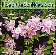 Clematis 'Josephine', Großblütige Clematis 'Josephine', Clematis 'Evijohill', Gruppe 2 Clematis, Doppel Clematis, rosa Clematis, Clematis Rebe, Clematis Plant, Blumen Reben, Clematis Flower, Clematis Pruning,