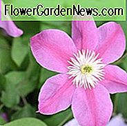 Clematis 'Alaina', großblumige Clematis 'Alaina', Gruppe 3 Clematis, rosa Clematis, Clematis Rebe, Clematis Plant, Flower Reben, Clematis Flower, Clematis Pruning