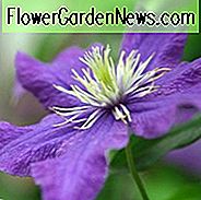 Clematis 'Rhapsody', Großblumige Clematis 'Rhapsody', Gruppe 2 Clematis, Purpur Clematis, Clematis Rebe, Clematis Plant, Blumen Reben, Clematis Flower, Clematis Pruning,