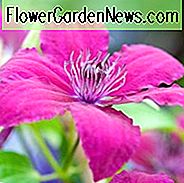 Clematis 'Rüütel', großblumige Clematis 'Ruutel', Gruppe 2 Clematis, rote Clematis, Clematis Rebe, Clematis Plant, Blumen Reben, Clematis Flower, Clematis Pruning,