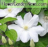 Clematis 'Asagasumi', großblumige Clematis 'Asagasumi', Gruppe 2 Clematis, weiße Clematis, Creme Clematis, Clematis Rebe, Clematis Plant, Blumen Reben, Clematis Flower, Clematis Pruning