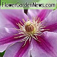 Clematis 'Bienen' Jubilee ', Großblütige Clematis' Bienen 'Jubilee', Gruppe 2 Clematis, rosa Clematis, Clematis Rebe, Clematis Pflanze, Blumen Reben, Clematis Blume, Clematis Pruning