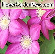 Clematis 'Bourbon', großblumige Clematis 'Bourbon', Clematis 'Evipo018', Gruppe 2 Clematis, rosa Clematis, Clematis Rebe, Clematis Plant, Blumen Reben, Clematis Flower, Clematis Pruning,