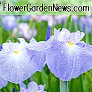 Japanische Iris Angenehme Earlybird, Japanische Flagge Angenehme Earlybird, Japanische Wasser Iris Angenehme Earlybird, Iris kaempferi Angenehme Earlybird, Blaue Japanische Iris, Beste Japanische Iris