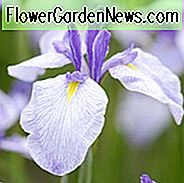 Japanische Iris-wiederkehrende Gezeiten, japanische Flaggen-wiederkehrende Gezeiten, japanische Wasser-Iris-wiederkehrende Gezeiten, Iris ensata wiederkehrende Gezeiten, weiße japanische Iris, beste japanische Iris, Blumen für nasse Böden, Anlagen für nasse Böden, beste japanische Iris