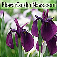 Japanische Iris Variegata, Japanische Flagge Variegata, Japanische Wasser Iris Variegata, Iris ensata Variegata, Iris Ensata Silberband, Japanische Iris Silberband, Japanische Flagge Silberband, Japanische Wasser Iris Silberband, Schwert-Leaved Iris Silberband, Iris kaempferi Silberband, Rote Iris, Blumen für nass Böden, Pflanzen für feuchte Böden, Best Japanese Iris