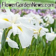 Japanische Iris Alpine Majesty, Japanische Flagge Alpine Majesty, Japanische Wasser Iris Alpine Majestät, Iris Kaempferi Alpine Majesty, Weiße Japanische Iris, Beste Japanische Iris