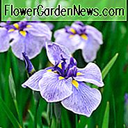 Iris Ensata 'Blue Spritz', Japanische Iris 'Blue Spritz', Japanische Flagge 'Blue Spritz', Japanische Wasseriris 'Blue Spritz', Schwertblättrige Iris 'Blue Spritz', Iris Kaempferi 'Blaue Spritz', Blaue Iris, Blumen für feuchter Boden, Pflanzen für feuchte Böden, Best Japanese Iris