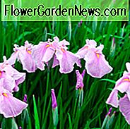Iris Ensata 'Coho', Japanische Iris 'Coho', Japanische Flagge 'Coho', Japanische Wasserlilie 'Coho', Schwertblättrige Iris 'Coho', Iris kaempferi 'Coho', Rosa Iris, Blumen für nasse Böden, Pflanzen für Nässe Böden, beste japanische Iris