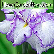 Japanische Iris Frilled Verzauberung, japanische Flagge Frilled Verzauberung, japanische Wasser Iris Frilled Verzauberung, Iris Kaempferi Frilled Verzauberung, weiße japanische Iris, beste japanische Iris