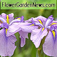 Japanische Iris Magic Opal, japanische Flagge Magic Opal, japanische Wasser Iris Magic Opal, Iris Kaempferi magische Opal, rosa japanische Iris, beste japanische Iris, Lavendel japanische Schwertlilien