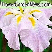 Japanische Iris Pink Frost, japanische Flagge Pink Frost, japanische Wasser Iris Pink Frost, Iris Kaempferi rosa Frost, rosa japanische Iris, beste japanische Iris