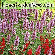 Ysop Kudos Silber Blau, Anis Ysop Kudos Silber Blau, Kolibri Mint Kudos Silber Blau, Zwerg Ysop Kudos Silber Blau, Blau Ysop, Blaue Blumen, Blau Hummingbrid Mint