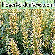 Ysop Kudos Gelb, Anis Ysop Kudos Gelb, Kolibri Mint Kudos Gelb, Zwerg Ysop Kudos Gelb, Gelb Ysop, Gelbe Blumen, Gelb Hummingbrid Mint