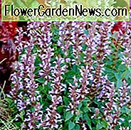 Agastache-Sommer-Himmel, Ysop-Sommer-Himmel, Anisyssop-Sommer-Himmel, Kolibri-Minzen-Sommer-Himmel