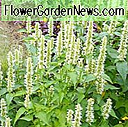 Agastache Alabaster, Ysop Alabaster, Anis Ysop Alabaster, koreanische Mint Alabaster, weiße Ysop, weiße Agastache, Agastache rugosa, Agastache rugosa f albiflora