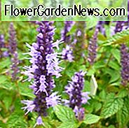 Agastache rugosa 'Kleiner Adder', Ysop 'Kleiner Adder', Anis Ysop 'Kleiner Adder', Kolibri Minze 'Kleiner Adder', Lange blühende Stauden, Blaue Blumen, Bue Ysops, Blaue Agastache