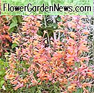 Agastache Rupestris, Felsenanis-Ysop, Sonnenuntergang-Ysop, Threadleaf-Riesenyssop, Süßholz-Minze, Lachsblumen, Orangenblüten,
