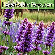 Agastache Blue Boa, Ysop Blue Boa, Anis Ysop Blue Boa, Kolibri Minze Blue Boa,