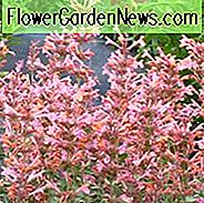 Ysop Kudos Ambrosia, Anis Ysop Kudos Ambrosia, Kolibri-Minze Kudos Ambrosia, Zwergyssop Kudos Ambrosia, rosa Ysop, rosa Blumen, rosa Hummingbrid-Minze