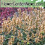 Ysop Kudos Gold, Anis Ysop Kudos Gold, Kolibri Mint KudosGold, Zwerg Ysop KudosGold, Gelber Ysop, Gelbe Blumen, Gelbe Hummingbrid Mint