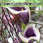 Zantedeschia 'Picasso', Calla Lily 'Picasso', Arum Lily 'Picasso', Calla-lelies, Arum-lelies, Zantedeschia-verzorging