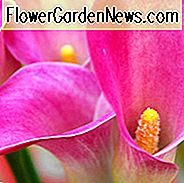 Zantedeschia Rubylite Rose, Calla Lily Rubylite Rose, Arum Lily Rubylite Rose, Calla lelies, Arum Lilies, Zantedeschia verzorging, roze calla lelies, paarse calla lelies